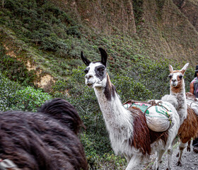 From Cusco, Inca Trail To Machu Picchu, Llama, Inca, Porters, Urubamba Valley. Hiking South America   © Iconic