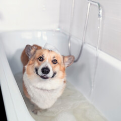 happy corgi dog stands in the bathroom in foam and bubbles and washes