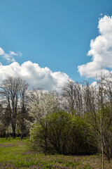 Obraz premium Deciduous trees and shrubs in arboretum against background of blue sky with fluffy white clouds. Green grass covered ground. Vertical photo. Selective focus.