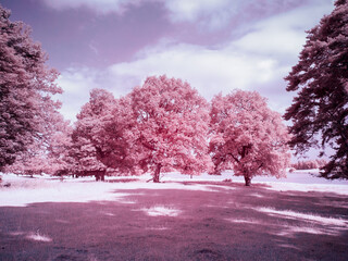 Unusual coloured infrared trees at Tatton Park, Knutsford, Cheshire, UK