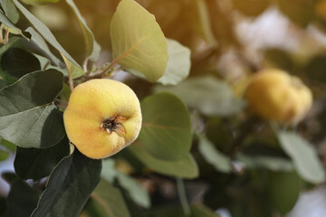 Closeup view of quince tree with ripening fruit outdoors