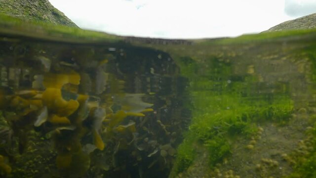 50/50 Over/Underwater of Seaweed in a Rock Pool, County Dublin