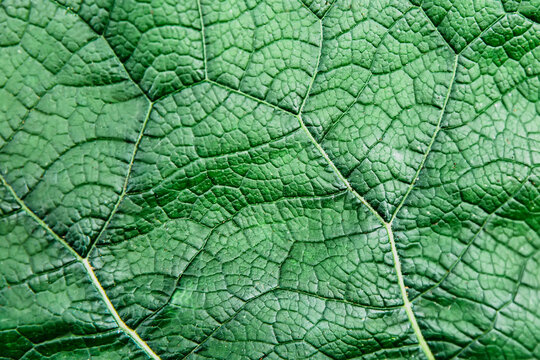 Green leaf background. Burdock leaf texture close up. Macro. © Katerina Bond