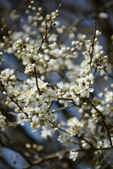 branch of a tree in spring