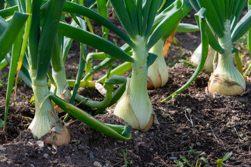 Obraz premium Raw white onions with long thick green stalks attached to the bulb. The bottom of the onions has long thin dried roots. The bulbs are pure white papery skin, sweet, and mild white flesh.