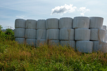 Multiple long rows of white silo bales of hay in a farmer's field. The farm has green hay growing around the stored haystack rolls on pasture land. The covering is a white plastic or poly material.
