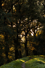 ścieżka w lesie przy zachodzie słońce 