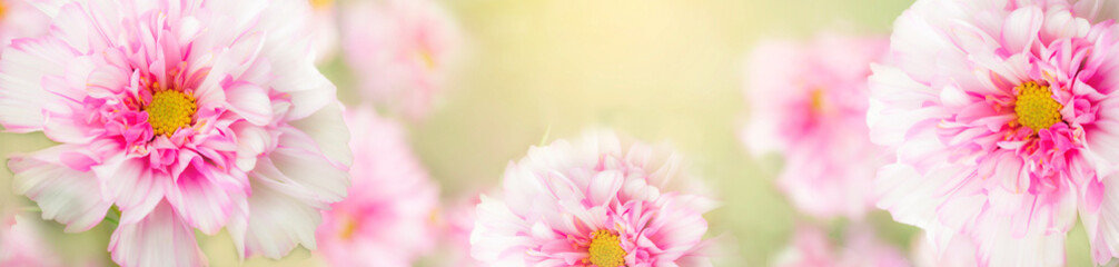 Blurry. delicate,soft sweet colors banner with pink flowers of cosmea,cosmos.For a summer or feminine concept. Sunny bokeh on flowers and background