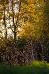 złota jesień z pięknymi jesiennymi kolorami w tle i pąkami na pierwszym planie  - obrazy, fototapety, plakaty