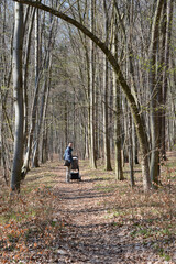 Obraz premium walk in the woods