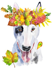 Watercolor portrait of bull terrier in a wreath of autumn leaves