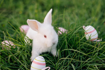 White Easter bunny collects yellow eggs sitting on the grass. Happy Easter.