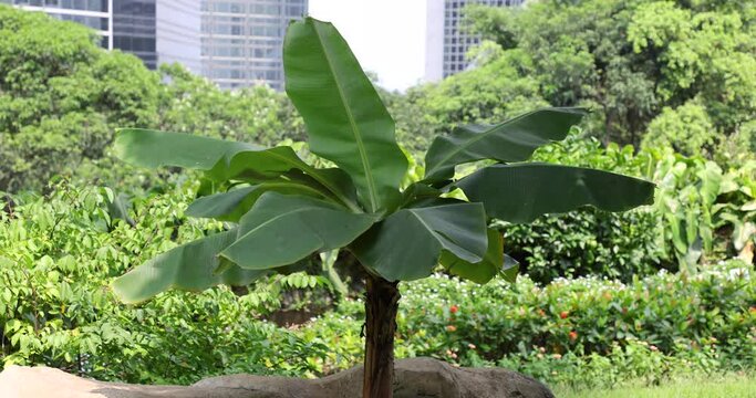a single banana tree in Central, Hong Kong Island