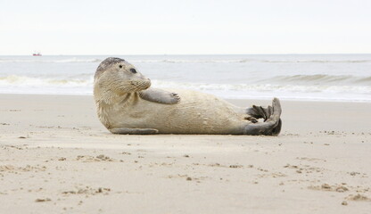 AMELAND. Common Seal - Gewone Zeehond - Phoca vitulina. AMELAND BEACH. DUTCH. © Emanuel