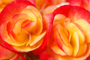 A pair of red yellow rose flower in close range