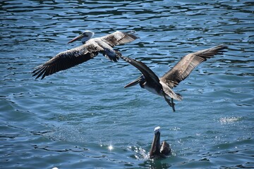 aves
