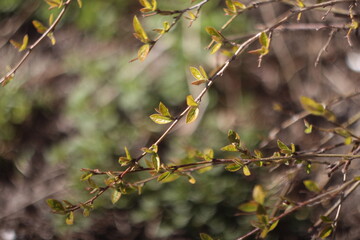 yellow leaves on a branch