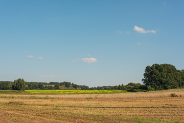 Obraz premium Agricultural fields with flowering rapeseed in a sunny rolling landscape under a blue sky with some clouds.