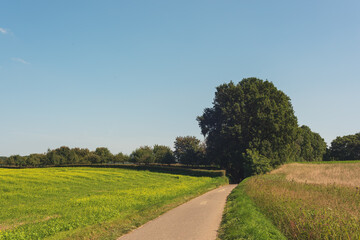 Country road between agricultural fields with flowering rapeseed in a sunny rolling landscape under...
