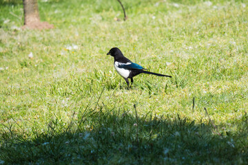 A black-billed magpie standing on the short grass next to a path.