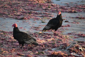 aves