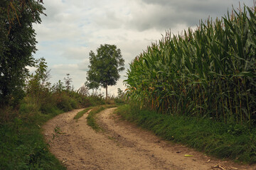 Fototapeta na wymiar Bending dirt road with trees between fields of corn in a rolling landscape under a cloudy sky.