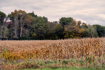 Corn in the foreground and forest in the background