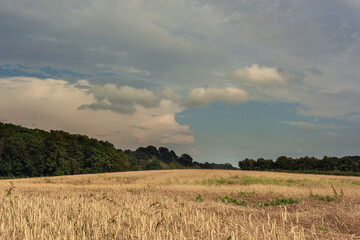 Grain field with trees on the horizon in a rolling summer landscape with a blue cloudy sky.