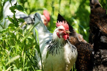 chickens, hens, and chooks scratching in long green plants in a garden. © William