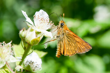 Braun-Dickkopffalter