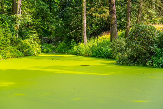 Green algae pond in natural park. Rich green water surface.