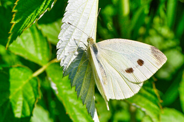 Kleiner Kohlwei&szlig;ling