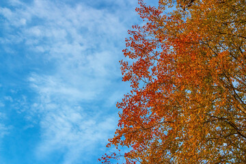 Autumn background with coloful leaves and blue sky with white clouds 
