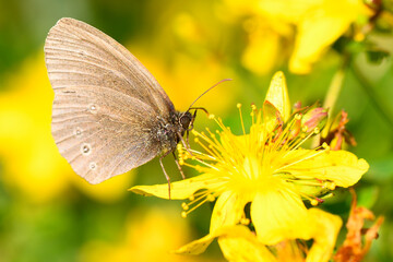 Der Braune Waldvogel / Schornsteinfeger auf einer gelben Blüte