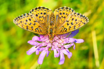 Kaisermantel auf einer Wiesen-Witwenblume