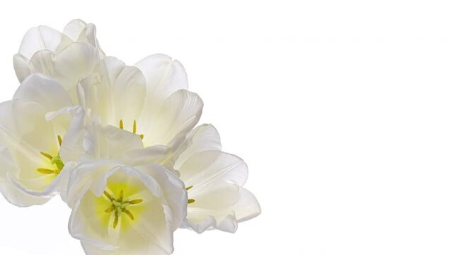 Beautiful bouquet of white tulips on white background, close-up. Holiday bouquet. Wedding backdrop, Valentines Day, Mothers day, Easter concept. Congratulation banner