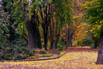 autumn park in the park - 462910658