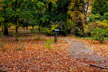 autumn leaves in the park - 462910660