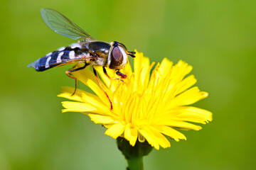 Schwebfliege auf einer gelben Wiesenblume