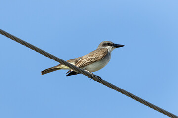 Gray Kingbird (Tyrannus dominicensis) perches on a wire in Jupiter, Florida, USA