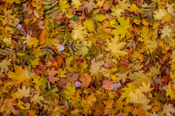 autumn leaves on the ground - 462910688