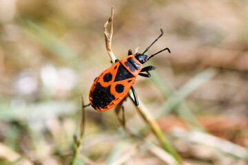  Gemeine Feuerwanze (Pyrrhocoris apterus)