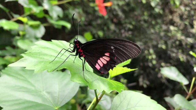 Ein exotischer Schmetterling auf einer Pflanze.