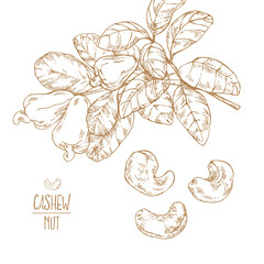 Hand drawn vector ripe cashew nuts illustration
