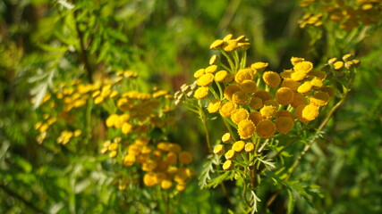 yellow wildflowers summer meadow plants