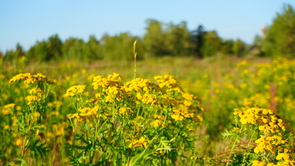 yellow wildflowers summer meadow plants