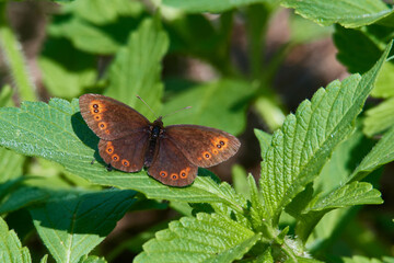 Rundaugen-Mohrenfalter (Erebia medusa)