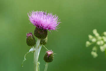Verschiedenblättrige Kratzdistel (Cirsium heterophyllum) 