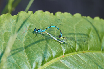  Hufeisen-Azurjungfer ( Coenagrion puella ) bei der Paarung