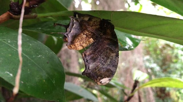 Ein exotischer Schmetterling auf einer Pflanze.